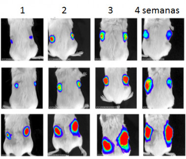 <p>Monitorización del crecimiento de tumores de carcinomas de colon mediante bioluminiscencia. Los carcinomas de colon que expresan niveles elevados de ciclooxigenasa 2 (Cox-2) o la enzima (mPGES1), que sintetizan PGE2, crecen mucho más rápidamente. | UAM Gazette</p>