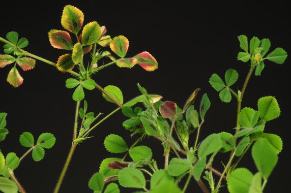 <p>La investigación se ha centrado en la fisiología de la planta <em>Medicago truncatula</em>, una referencia en los estudios de leguminosas. / Karel Spruyt, VIB</p>