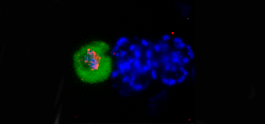 <p>Cuando los parásitos asexuales expresan suficiente PfAP2-G, algunos se desarrollan en esquizontes multinucleados (núcleos múltiples en azul) como prevé el modelo anterior, pero otros se convierten directamente en gametocitos (marcadores rojos y verdes) en el mismo ciclo. / Bancells et al</p>