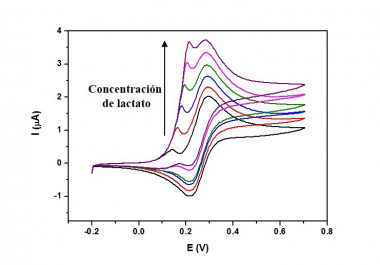 <p class=" text-left">Respuesta electroquímica del biosensor frente a concentraciones crecientes de lactato. / UAM</p>