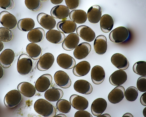 <p>Huevos de resistencia del rotífero <em>Brachionus plicatilis /</em> Eduardo García Roger</p>