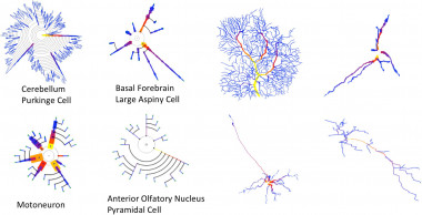 <p>Cuatro células neuronales con morfologías muy diferentes, presentando sus dendrogramas (izquierda) y morfología (derecha). / J. J. Aliaga Maraver et al./<em>Frontiers in Neuroanatomy</em></p>