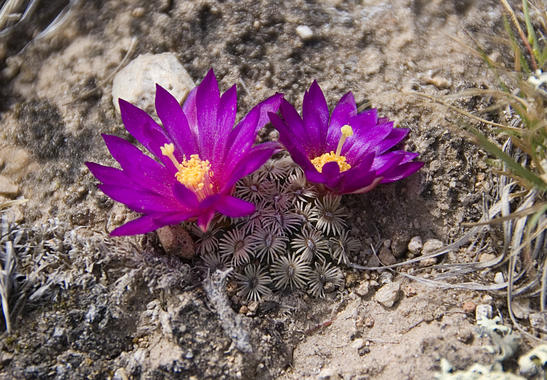 <p>El cactus <em>Mammillaria hernandezii</em>. Imagen: Carlos Martorell.</p>