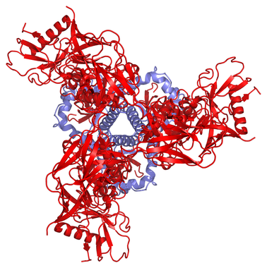 <p>Estructura del complejo proteico del VIH en estado de prefusión, con las tres moléculas de gp41 en azul y las tres de gp120 en rojo. / NIAID</p>
