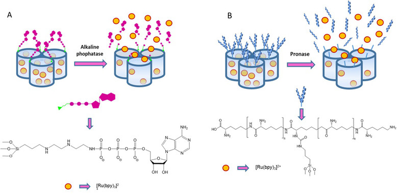 <p>Diseño de las puertas moleculares que, en ausencia del estímulo, bloquean la entrada de los poros e impiden la salida de las sustancias almacenadas en su interior. Cuando el estímulo está presente, la puerta molecular se rompe, permitiendo la liberación de la sustancia al exterior. / UPV</p>
