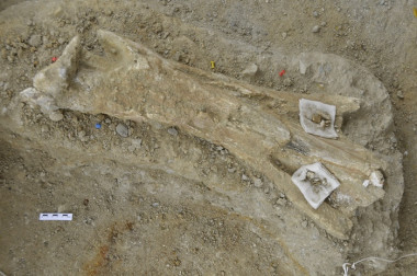 <p>Tibia de mamut de más de 700.000 años hallada en la Boella. Imagen: IPHES</p>