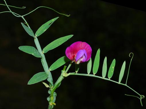 <p><a href="http://www.sciencepics.org/fotos/13567-Lathyrus_clymenum_2mod_peq1.JPG" title="http://www.sciencepics.org/fotos/13567-Lathyrus_clymenum_2mod_peq1.JPG" target="_blank">La almorta<em> L. Clymenum.</em></a> Foto: Sciencepics.</p>