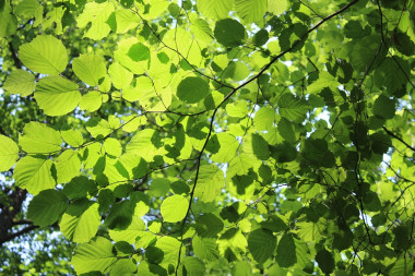 <p>A-LEAF busca una alternativa a los combustibles fósiles mimetizando a las hojas de los árboles. / Foto: dominio público</p>