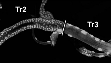 <p>Núcleos de las células de tráquea de Drosophila, en la transición de larva a adulto. Las células del segmento Tr2 están en división; son las células madre facultativas. / N.J. Djabrayan, IRBBarcelona</p>