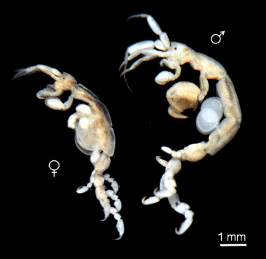 <p>Especie de caprélido / Fundación Descubre</p>