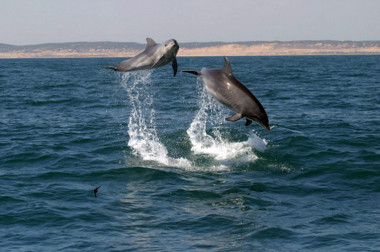 <p>Delfines mulares avistados en el Golfo de Cádiz. / CIRCE.</p>