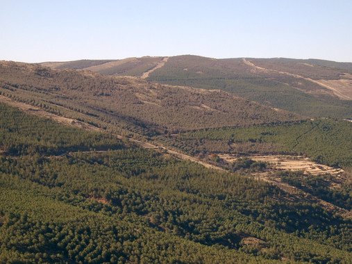 <p>Pinares en la sierra de los Filabres (Almería). En un tono más apagado se observan las masas de pinos en fase de decaimiento. En un tono más vivo, ejemplares más sanos. / Rafael Navarro</p>