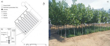 <p>Filtro verde de la Planta Experimental de Carrión de los Céspedes (Sevilla) empleado para depurar las aguas residuales de un edificio de oficinas. a)esquema del FVI, b) esquema del lisímetro. / Grupo FILVER</p>