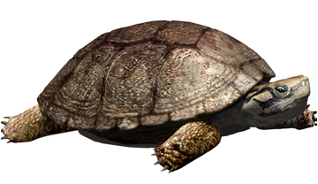 <p>Reconstrucción de la tortuga /Polysternon isonae/, a partir de los restos fósiles encontrados en Isona (Cataluña). Óscar Sanisidro.</p>