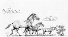 Recreación de tres formas distintas del caballo enano Hipparion
