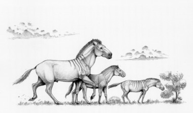 <p>Recreación de tres formas distintas del caballo enano <em>Hipparion</em>. / Israel M. Sánchez / Institut Català de Paleontologia Miquel Crusafont</p>