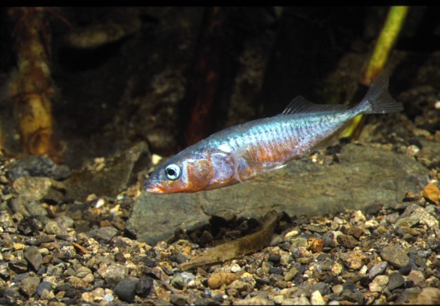 Por Que Ciertos Peces Marinos Se Adaptan A Ecosistemas De Agua