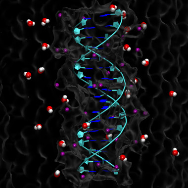 <p>Reconstrucción de una doble hélice de ADN en un ambiente acuoso. / Alberto Marín, CNB-CSIC</p>