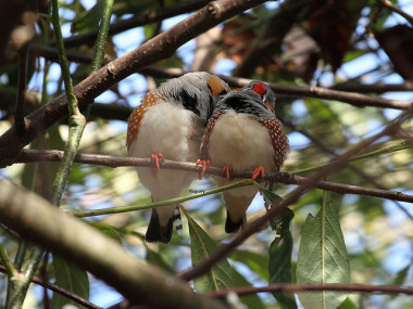 <p>Pareja de pinzones cebra. Foto: Roguey000</p>