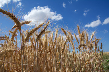 <p>El trigo se cultiva desde hace milenios y actualmente sigue siendo uno de los cereales más importantes para el consumo humano. / Isabelle Caugant</p>