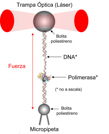 
<!-- START: including template: extension/sinc/design/ezwebin/templates/content/datatype/view/ezxmltags/paragraph.tpl (design:content/datatype/view/ezxmltags/paragraph.tpl) -->
<p>Esquema de la técnica de Pinzas Ópticas empleada por los investigadores para atrapar y manipular moléculas individuales de polimerasa. Imagen: UAM.</p>
<!-- STOP: including template: extension/sinc/design/ezwebin/templates/content/datatype/view/ezxmltags/paragraph.tpl (design:content/datatype/view/ezxmltags/paragraph.tpl) -->
