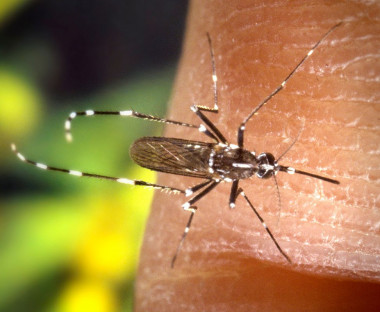 <p>En la imagen, el mosquito <em>Aedes albopictus</em>, el vector competente de la chikunguña en España. / Wikipedia </p>