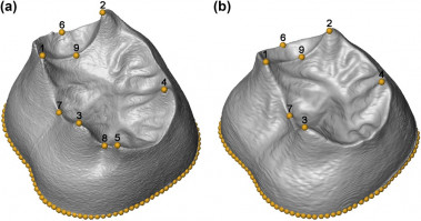 <p>Superficie de dentina que ilustra los puntos de referencia utilizados para capturar su forma. / Hester Hanegraef et al</p>