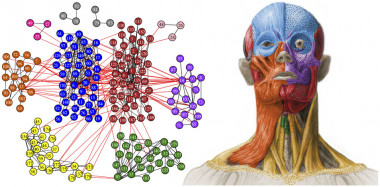 Anatomia humana teorica