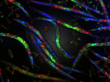 <p>Gusanos adultos de C. elegans conembriones en su interior. / Adam Klosin (CRG)</p>