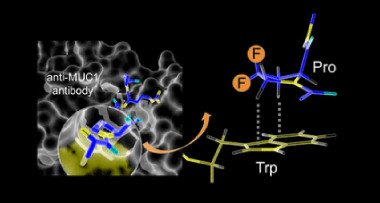 <p>Los investigadores han desarrollado nuevos antígenos con proteínas en las que han sustituido determinados átomos de hidrógeno por átomos de flúor. / Victor J. Somovilla et al./JACS</p>