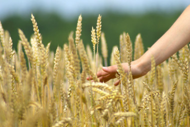 <p>Las combinaciones basadas en un cultivar sin necesidad de vernalización mostraron un buen y amplio potencial de adaptación / UPM</p>