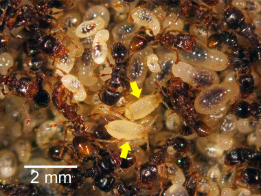 <p>El pulgón imita las sustancias de las larvas de hormiga para ser transportado por la hormiga a las cámaras guardería donde succiona la hemolinfa, el equivalente a la sangre en los artrópodos, de las larvas de hormiga. / Salazar et al.</p>