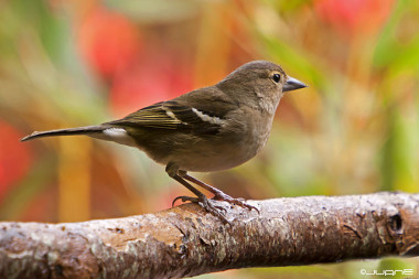 <p>El pinzón vulgar, la especie de ave más abundante en Europa, es también la que presenta poblaciones más estables / <a href="https://www.flickr.com/people/22009023@N03" target="_blank">Juan Emilio</a> </p>