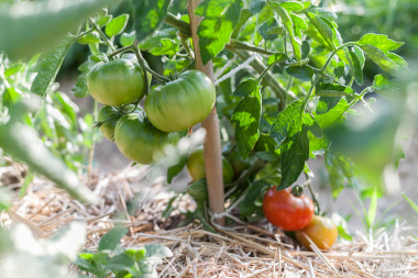 <p>Para el estudio de la sostenibilidad de la red de huertas periurbanas se utilizó un indicador multi-impacto propuesto por la Comisión Europea denominado "Huella Ambiental", que proporciona el comportamiento ambiental de un producto a lo largo de todo su ciclo de vida. Fuente: <a href="https://www.flickr.com/photos/zaragoza_es/28304144825/in/album-72157670364612371/" target="_self">Flickr.</a></p>