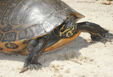 <p>Tortuga de agua dulce originaria del centro y este de EEUU. / Universidad de Georgia</p>