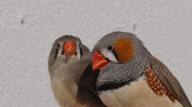 <p>Una hembra (izquierda) y un macho de diamantes mandarines, <em>Taeniopygia guttata. </em>/ Carlos Alonso-Álvarez</p>