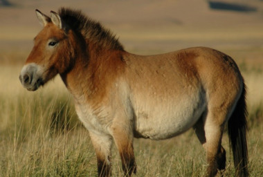 <p>Según los investigadores, el cebro ibérico se parecería mucho a un caballo de Przewalski (<em>Equus przewalskii</em>) pero de color gris, en vez de ser de color arena. / <a href="https://upload.wikimedia.org/wikipedia/commons/f/f5/Przewalskis_horse_02.jpg" target="_blank">Wikipedia</a></p>