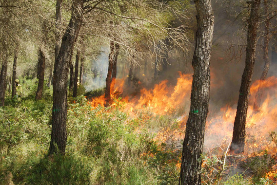 <p>Quema prescrita realizada en el Solsonès, proyecto ForBurn, junio 2013 7 CTFC</p>