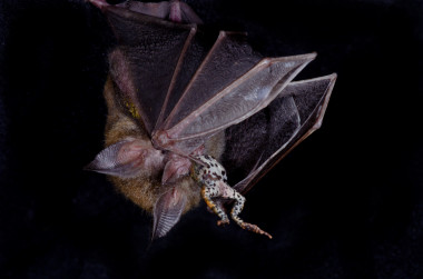 <p>Un murciélago de labio verrugoso (<em>Trachops cirrhosus</em>) cazando a una de presas favoritas, la rana túngara (<em>Physalaemus pustulosus</em>). Imagen: Marcos Guerra.</p>