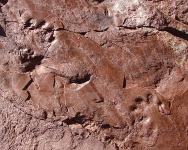 <p>Icinita del Valle de Manyanet asociada a un tenmnospóndilo / Institut Català de Paleontologia Miquel Crusafont</p>