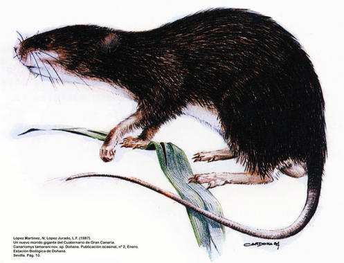 <p>Reconstrucción de <em>Canariomys tamarani</em>.<a href="http://www.agenciasinc.es/esl/imagenes/inicio/(imagen)/75813" target="_blank"> Ilustración:</a> López Martínez et al. / Estación Biológica de Doñana.</p>