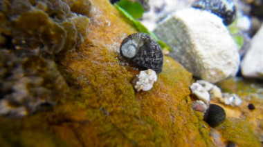 <p>Los investigadores han compilado y analizado la información de la ecología de aproximadamente 6.600 especies / Núra Bonada (IRBio-UB).</p>