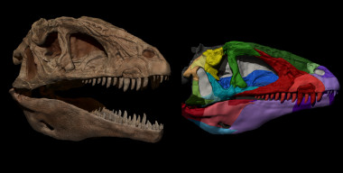 <p>Pepito conserva un esqueleto prácticamente completo y articulado. Incluso preserva las escamas del pie y la cola (izquierda). Cráneo digitalizado en 3D que permite su manipulación e incluso impresión, una gran ventaja en la investigación y museística (derecha). | UAM-UNED</p>