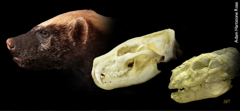 Reconstruyen el parentesco de una especie de tejón de hace nueve