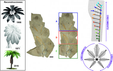 <p class=" text-left">Algunas de las reconstrucciones del porte que tendría <em>Weichselia reticulata</em> desde 1968. Fragmento de una hoja excepcionalmente conservada de Las Hoyas. Métrica utilizada para reconstruir su crecimiento. / UAM</p>