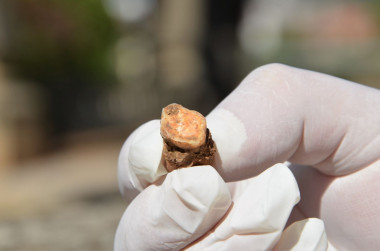 <p>Primer molar superior derecho de neandertal que presenta un desgaste muy acusado, hallado en las Coves del Toll, en Moià, cerca de Barcelona / IPHES</p>