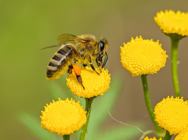 <p>Abeja polinizando una flor / Universidad de Vic</p>