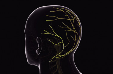 <p>La neuralgia occipital es un dolor originado por los nervios occipitales, e incluye la neuralgia del nervio occipital mayor y la neuralgia de los nervios occipitales menor y tercero. / DICYT</p>