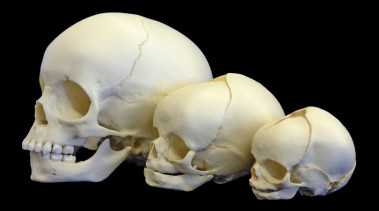 <p>Ontogenia / E.Bruner</p>