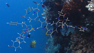 <p>La baringolina es una sustancia marina con propiedades antibióticas. / IRB Barcelona.</p>